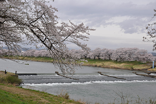 一目千本桜